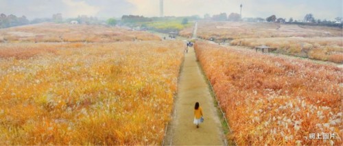 韩国兰芝岛（网上图片