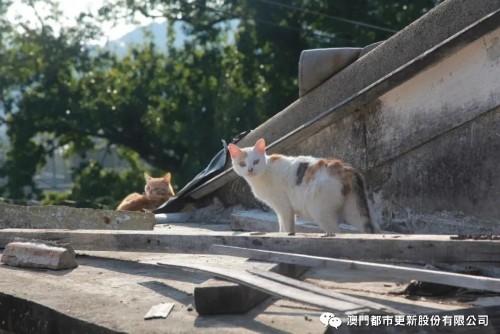 平民村的猫邻里